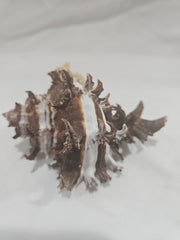 Murex Endive Shell – Spiny Sea Shell for Coastal Decor & Collectors - ShellsLoving Coastal Living