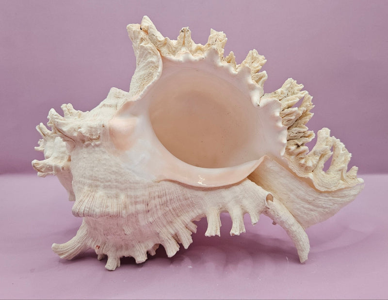 Murex Ramosus Conch – Large Spiny Seashell for Coastal & Nautical Decor (9.25" x 6") - ShellsLoving Coastal Living