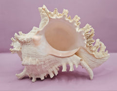 Murex Ramosus Conch – Large Spiny Seashell for Coastal & Nautical Decor (9.25