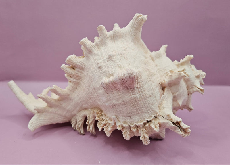 Murex Ramosus Conch – Large Spiny Seashell for Coastal & Nautical Decor (9.25" x 6") - ShellsLoving Coastal Living