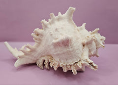 Murex Ramosus Conch – Large Spiny Seashell for Coastal & Nautical Decor (9.25