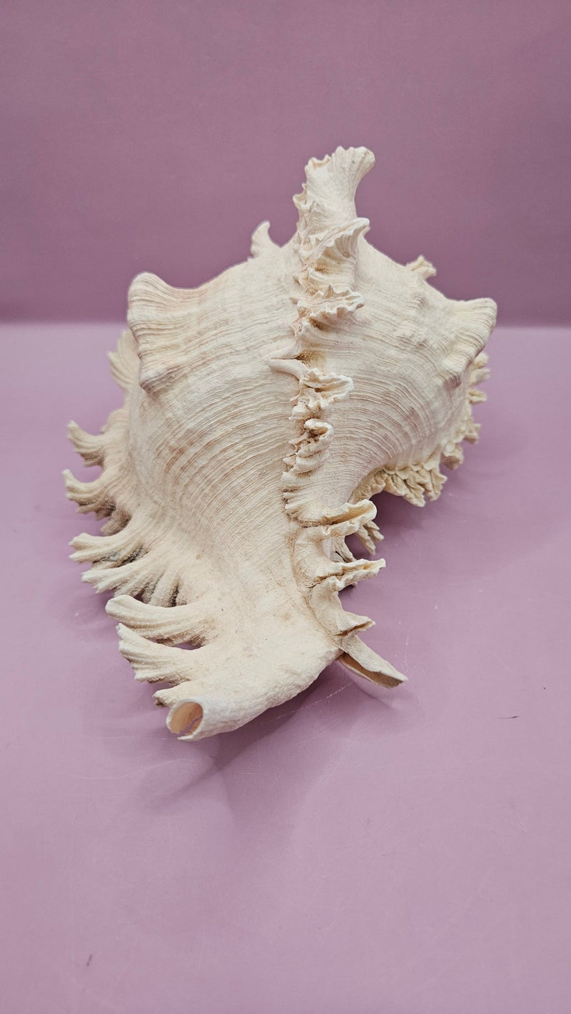 Murex Ramosus Conch – Large Spiny Seashell for Coastal & Nautical Decor (9.25" x 6") - ShellsLoving Coastal Living