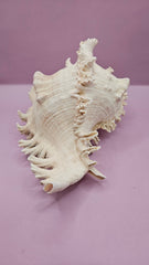 Murex Ramosus Conch – Large Spiny Seashell for Coastal & Nautical Decor (9.25