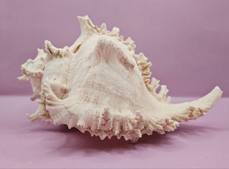 Murex Ramosus Conch – Large Spiny Seashell for Coastal & Nautical Decor (9.25" x 6") - ShellsLoving Coastal Living