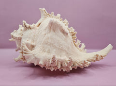 Murex Ramosus Conch – Large Spiny Seashell for Coastal & Nautical Decor (9.25