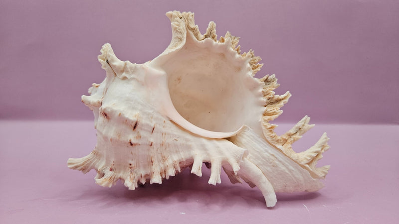 Murex Ramosus Conch – Small Spiny Seashell for Coastal & Nautical Decor (6" x 4") - ShellsLoving Coastal Living