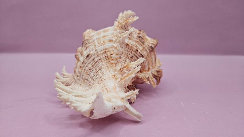 Murex Ramosus Conch – Small Spiny Seashell for Coastal & Nautical Decor (6" x 4") - ShellsLoving Coastal Living