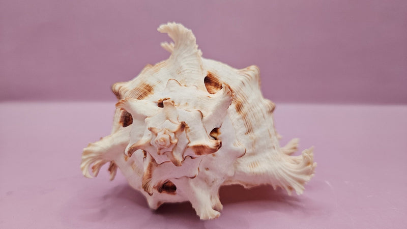 Murex Ramosus Conch – Small Spiny Seashell for Coastal & Nautical Decor (6" x 4") - ShellsLoving Coastal Living