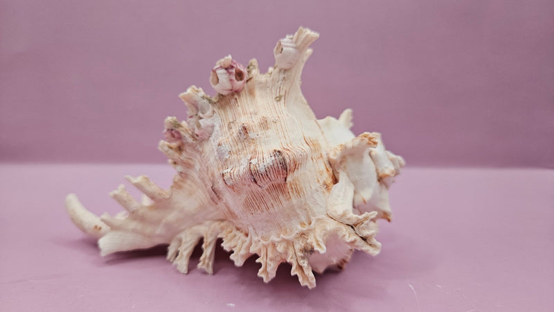 Murex Ramosus Conch – Small Spiny Seashell for Coastal & Nautical Decor (6" x 4") - ShellsLoving Coastal Living