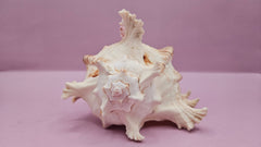 Murex Ramosus Conch – Small Spiny Seashell for Coastal & Nautical Decor (6