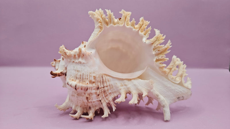 Murex Ramosus Conch – Small Spiny Seashell for Coastal & Nautical Decor (6" x 4") - ShellsLoving Coastal Living