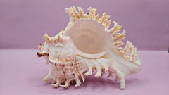 Murex Ramosus Conch – Small Spiny Seashell for Coastal & Nautical Decor (6