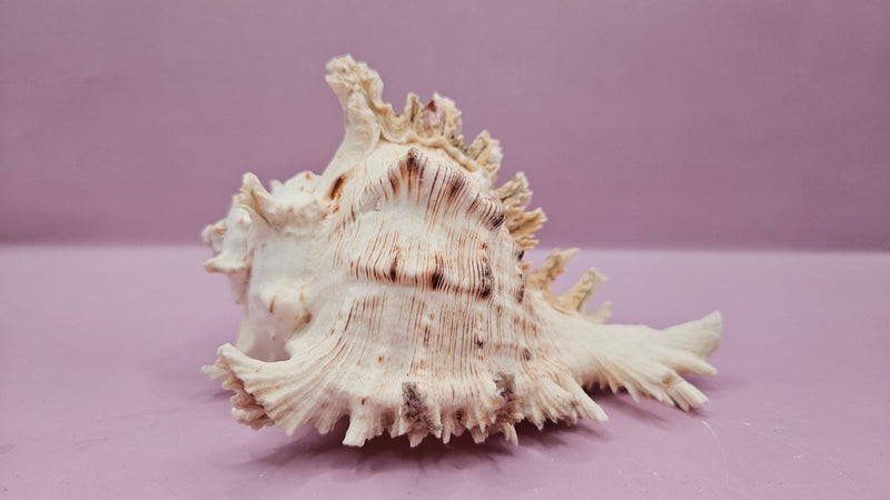 Murex Ramosus Conch – Small Spiny Seashell for Coastal & Nautical Decor (6" x 4") - ShellsLoving Coastal Living