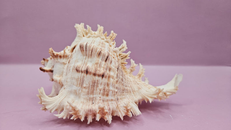 Murex Ramosus Conch – Small Spiny Seashell for Coastal & Nautical Decor (6" x 4") - ShellsLoving Coastal Living