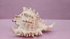 Murex Ramosus Conch – Small Spiny Seashell for Coastal & Nautical Decor (6