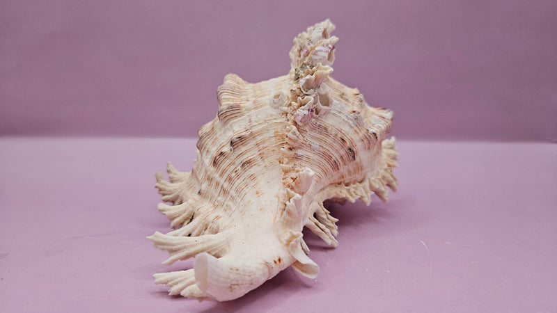 Murex Ramosus Conch – Small Spiny Seashell for Coastal & Nautical Decor (6" x 4") - ShellsLoving Coastal Living