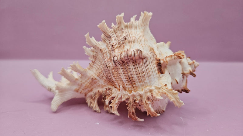 Murex Ramosus Conch – Small Spiny Seashell for Coastal & Nautical Decor (6" x 4") - ShellsLoving Coastal Living