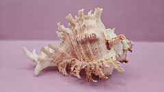 Murex Ramosus Conch – Small Spiny Seashell for Coastal & Nautical Decor (6