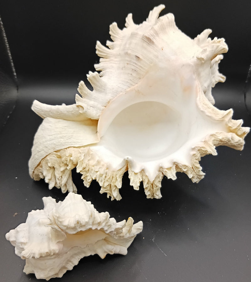 Murex Shells | Rare Collectible Seashells & Décor | Loving Coastal Living