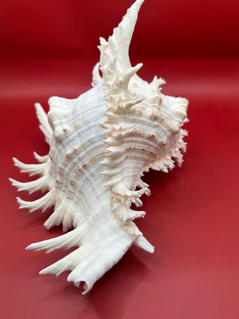 White murex ramosus sea shell with intricate patterns on a red background. Showing spines and brown lines on shell