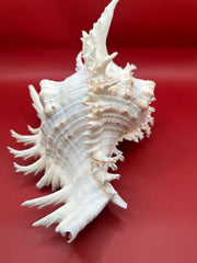 White murex ramosus sea shell with intricate patterns on a red background. Showing spines and brown lines on shell