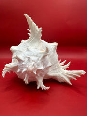 Front of murex ramosus shell showing spines in spiral pattern