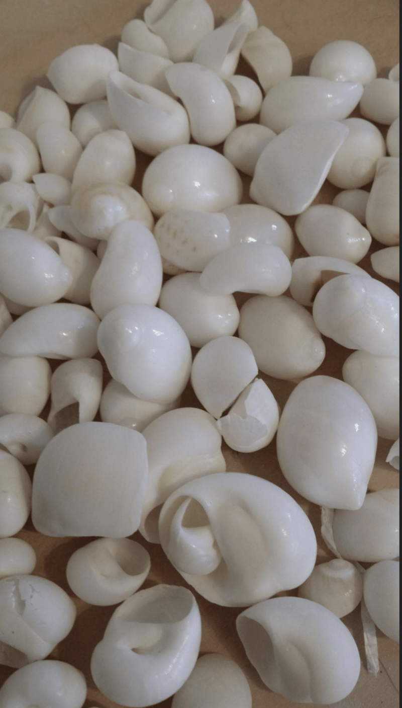 Natica Mamillia White Moon Snail Shell - Loving Coastal Living