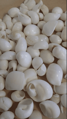 Natica Mamillia White Moon Snail Shell - Loving Coastal Living