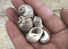 Natica Tigerina Tiger Whale Eye Snail Shell - Loving Coastal Living