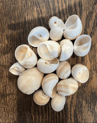 Natica Vittelus Shark Eye snail shell - Loving Coastal Living