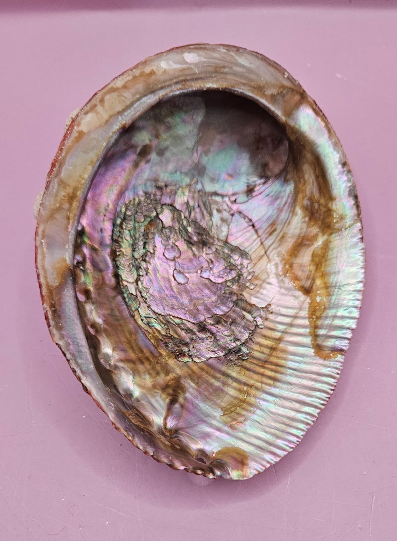 Natural Abalone Shell - 5"x3.7" Polished Decorative Shell for Home Décor, Smudging, and Crafting - ShelllsLoving Coastal Living