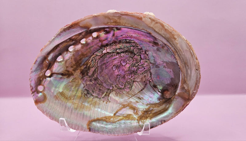 Natural Abalone Shell - 5"x3.7" Polished Decorative Shell for Home Décor, Smudging, and Crafting - ShelllsLoving Coastal Living