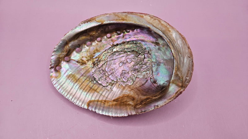 Natural Abalone Shell - 5"x3.7" Polished Decorative Shell for Home Décor, Smudging, and Crafting - ShelllsLoving Coastal Living