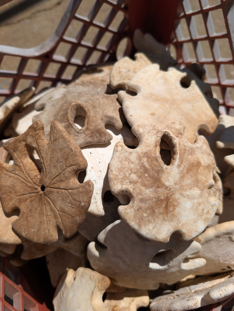 Natural Aged Mexican Keyhole Sand Dollar - Sand DollarLoving Coastal Living