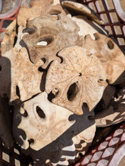 Natural Aged Mexican Keyhole Sand Dollar - Sand DollarLoving Coastal Living