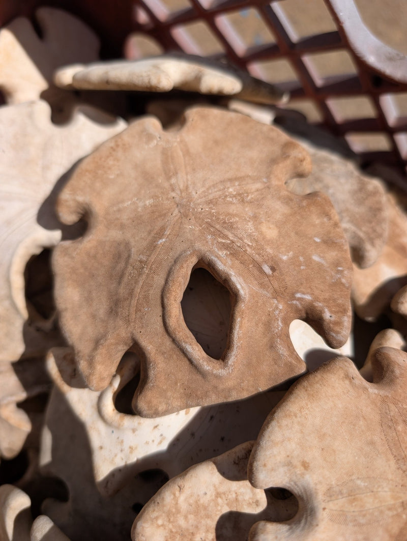 Natural Aged Mexican Keyhole Sand Dollar - Sand DollarLoving Coastal Living