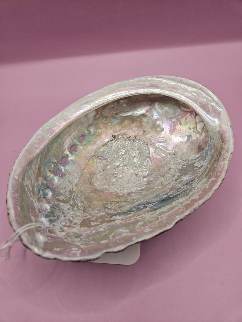 Natural Black Abalone Shell – Iridescent Finish (5.8"x4.5") - ShelllsLoving Coastal Living