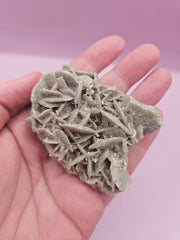 Natural Desert Rose Crystal Gypsum – Gulf Coast Lagoon Mineral Specimens in Small and Large Sizes - Accent DecorLoving Coastal Living