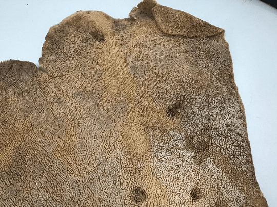 Natural Dried Brown Sponge Sea Fan Coral - Loving Coastal Living