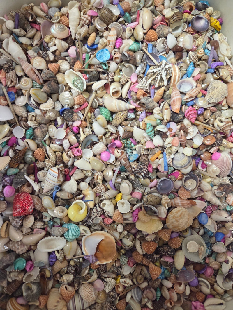 Dyed Shell Dyed Seashells for Crafts & Décor | Loving Coastal Living | Loving ...