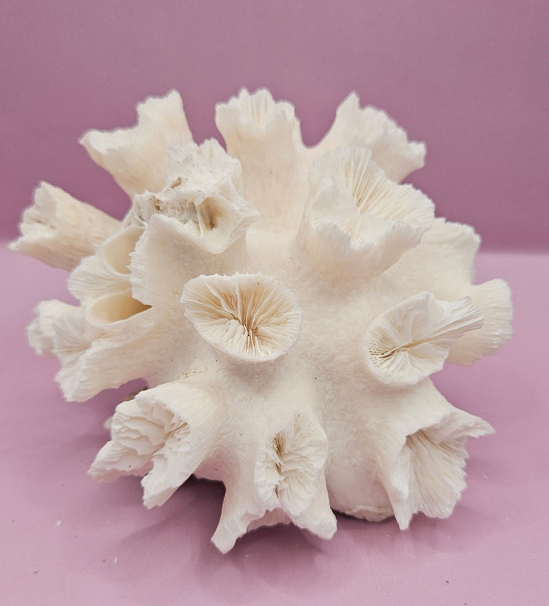 Natural Flower Coral - 5.25"5.75"x3.5" Decorative Coastal Accent for Home and Office - CoralLoving Coastal Living