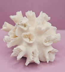 Natural Flower Coral - 5.25