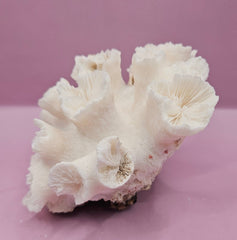 Natural Flower Coral - 5.25