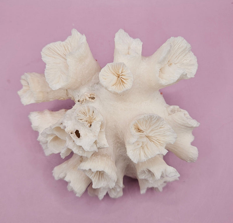 Natural Flower Coral - 5.25"5.75"x3.5" Decorative Coastal Accent for Home and Office - CoralLoving Coastal Living