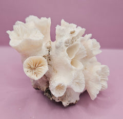 Natural Flower Coral - 5.25