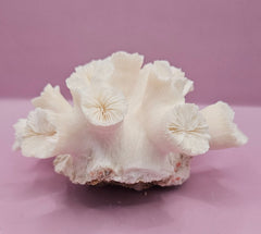 Natural Flower Coral - 6