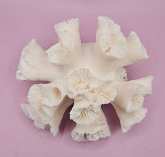 Natural Flower Coral - 6