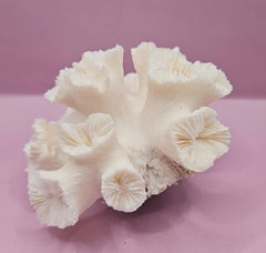 Natural Flower Coral - 6