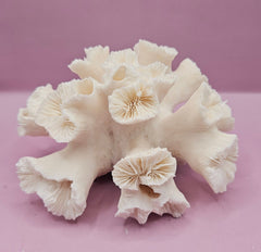 Natural Flower Coral - 6