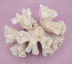 Natural Flower Coral - 7